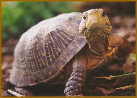 TurtleWithaBalloon avatar
